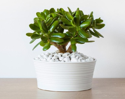 tanaman pembawa hoki di tahun baru 2026